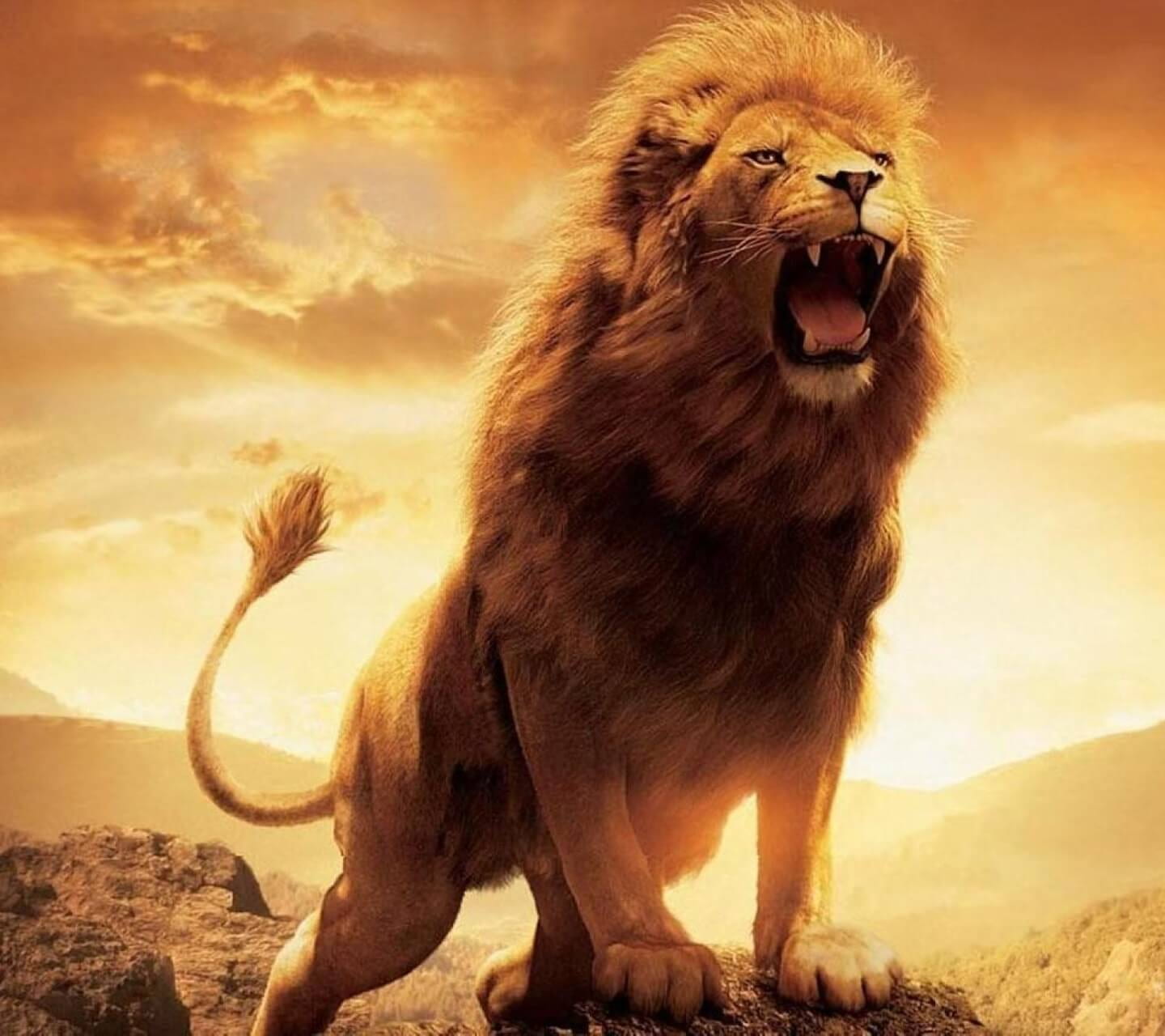 Lion HD image