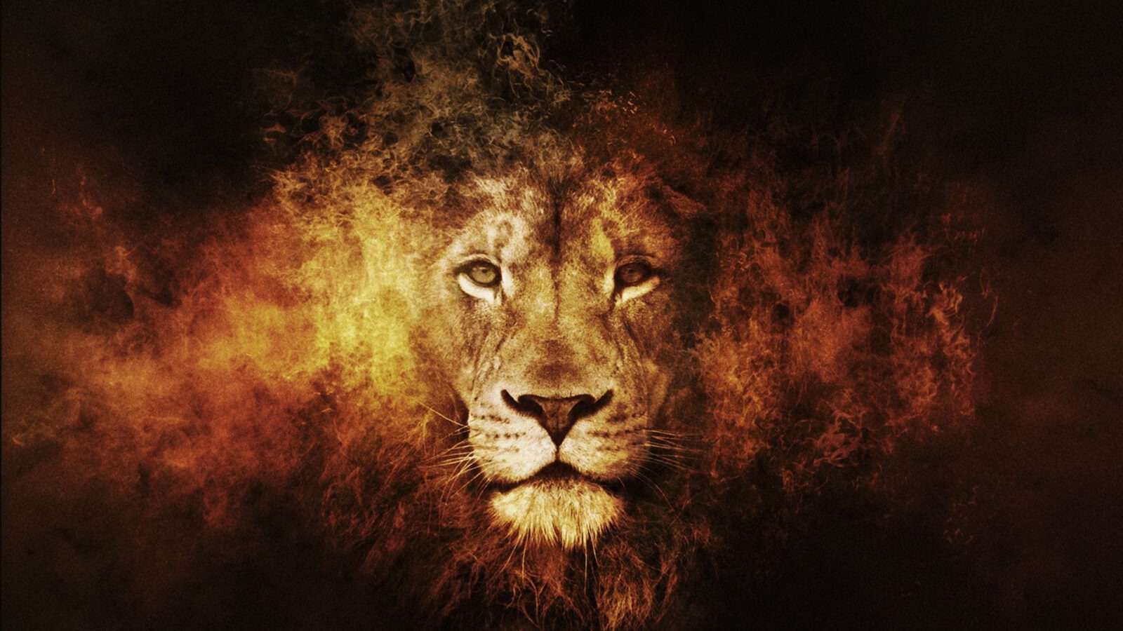 Lion HD picture