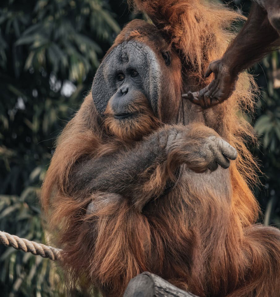 Brown Orangutan Free HD wallpapers