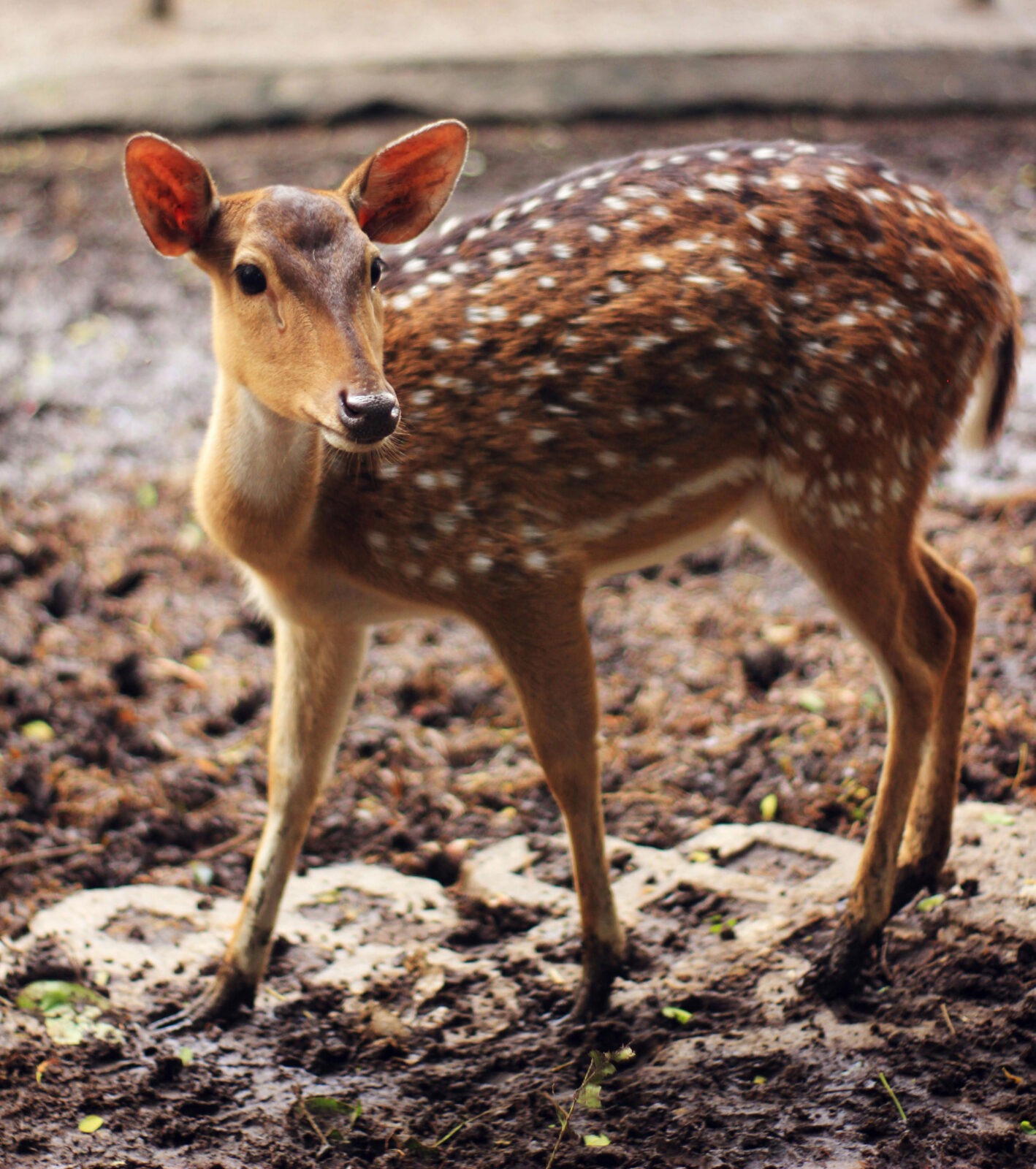 Brown and White Spotted Deer HD Pictures