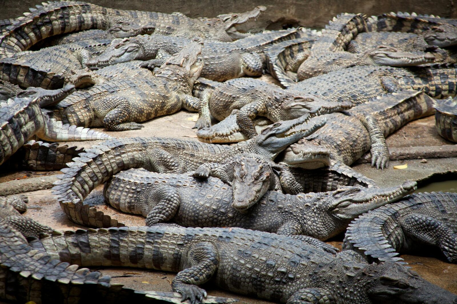 Crocodiles HD images