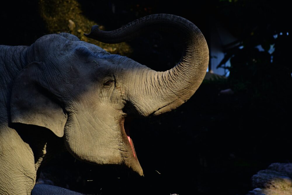 Elephant 4k Digital Art