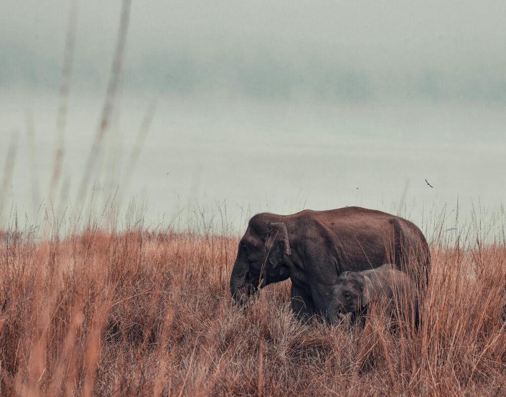 Elephant 4k Images