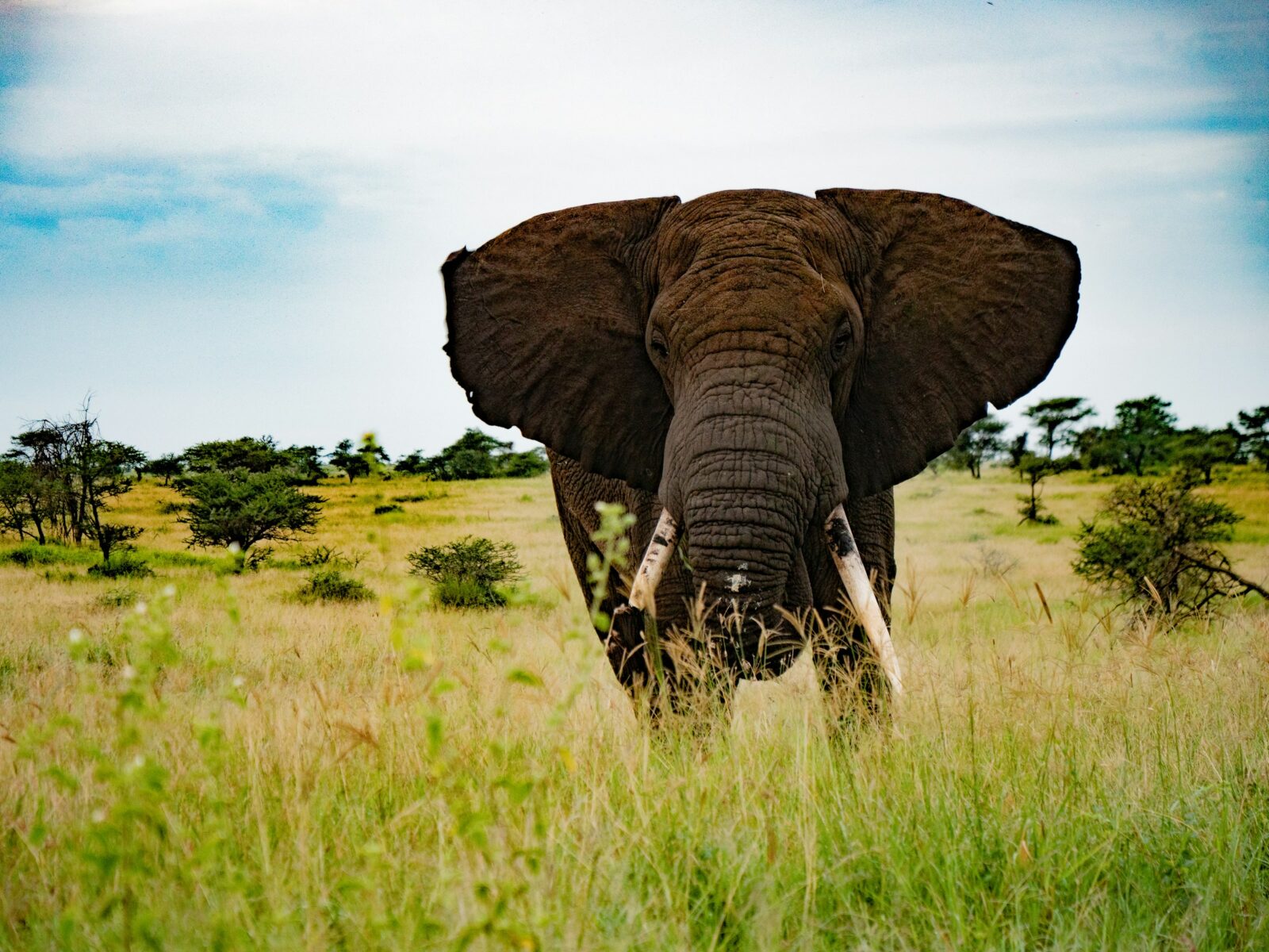 Elephant 4k nature photography