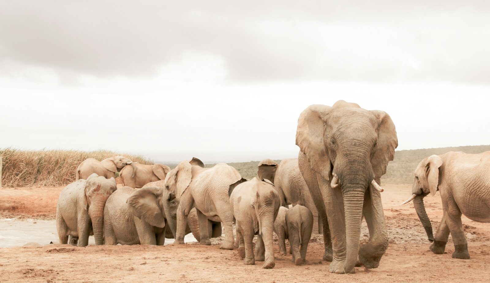Elephant 4k safari images