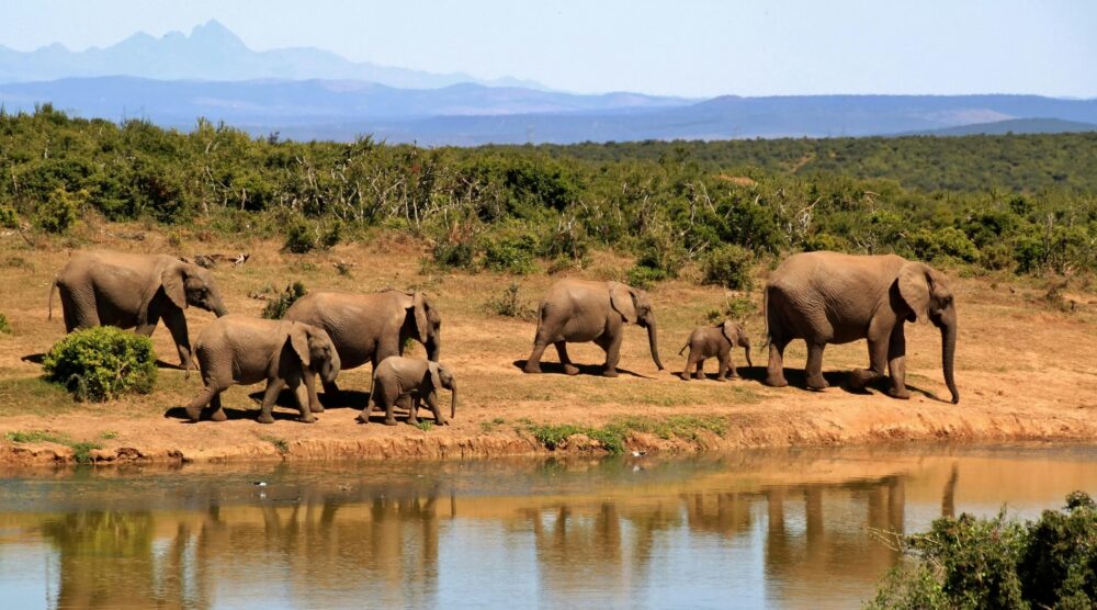 High-Resolution Elephant Photos