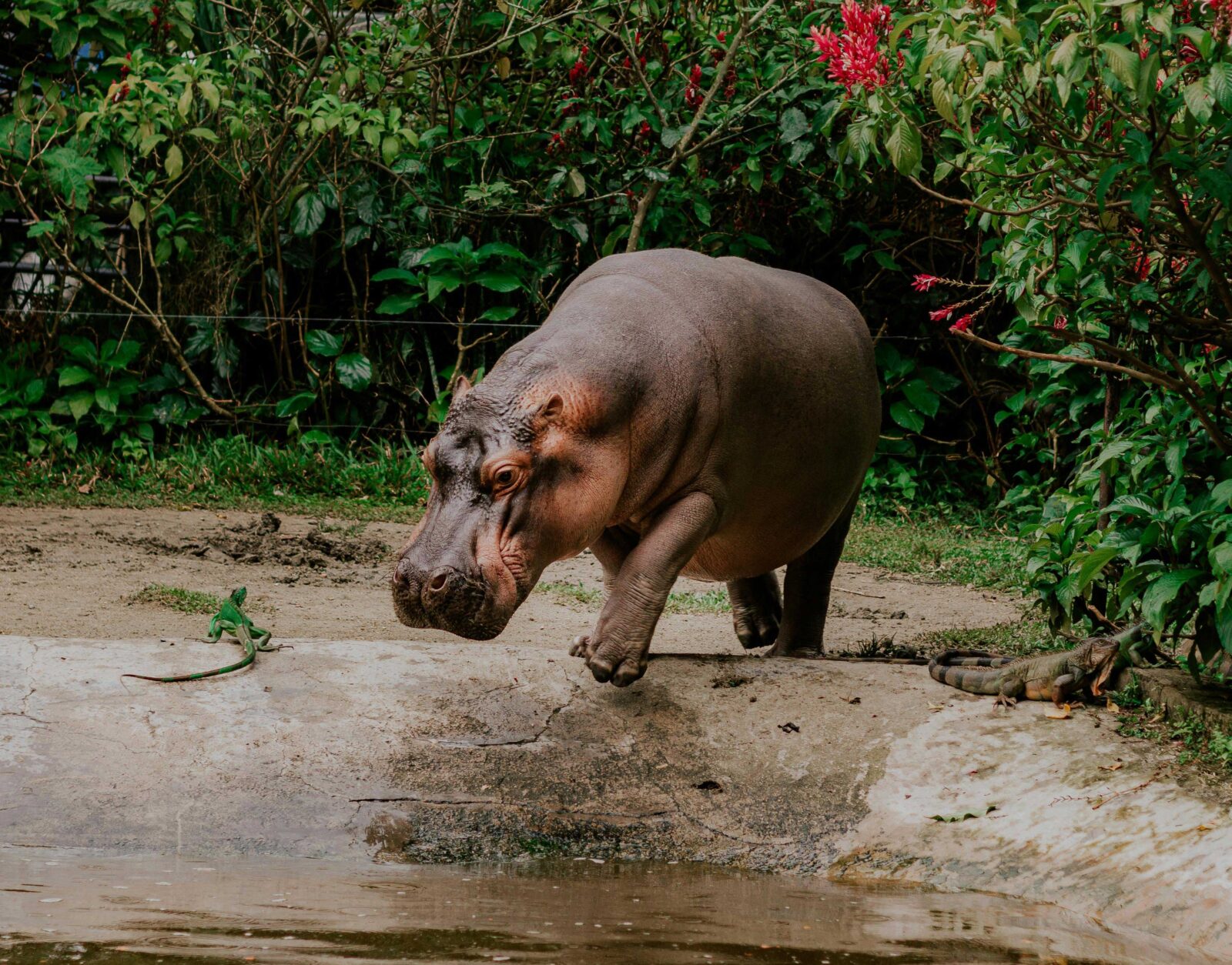 Hippo HD images