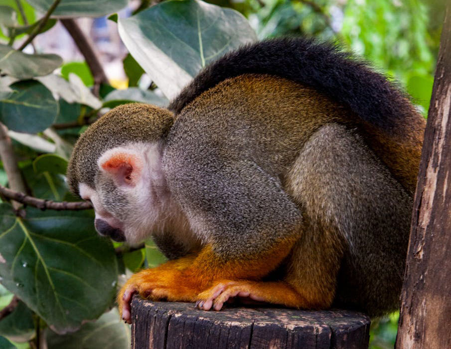 Squirrel Monkey HD Wallpaper