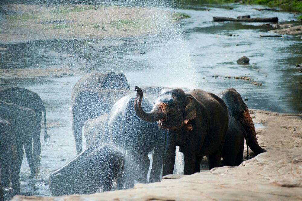 Wildlife 4k elephant shots