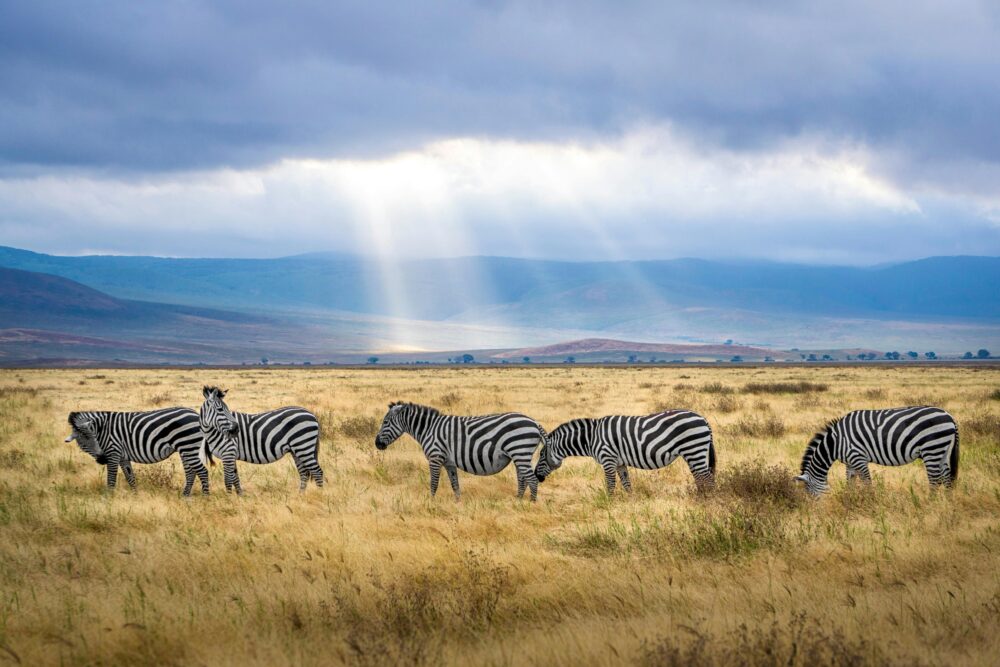 Zebra Pictures of wild animals