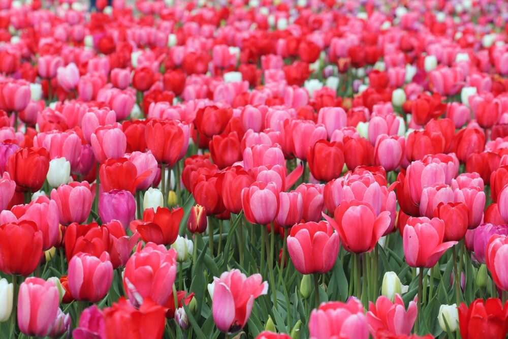 Light Pink Flower Wallpaper