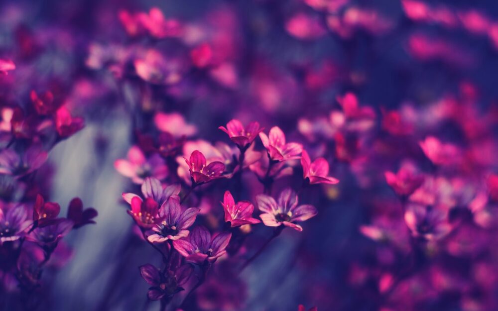 Pink Wallpaper With Flowers