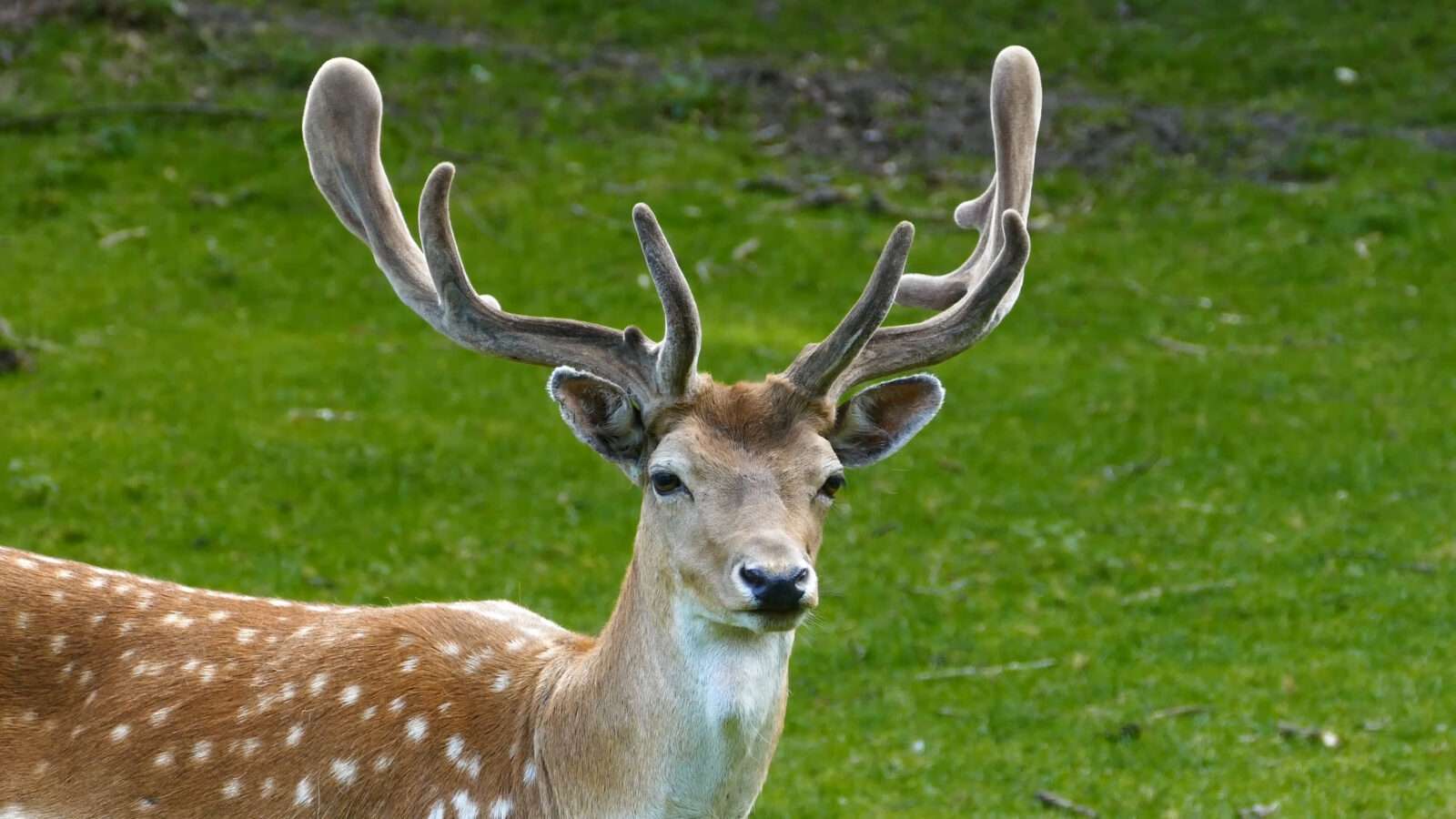 A deer standing in the grass, with large horns, wild animals pictures, animal photography, wildlife photos, wild animals images, best animal photos, wild animals photos.