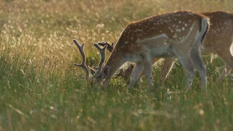 Beautiful Deer Pictures 4k, Free Download Deer Images, Deer 4k Photos, 4k Wallpapers, Beautiful Deer Pictures, Beautiful Deer Pics, Beautiful Deer Pic, Deer Images Hd Download, Beautiful Deer Pictures 4k