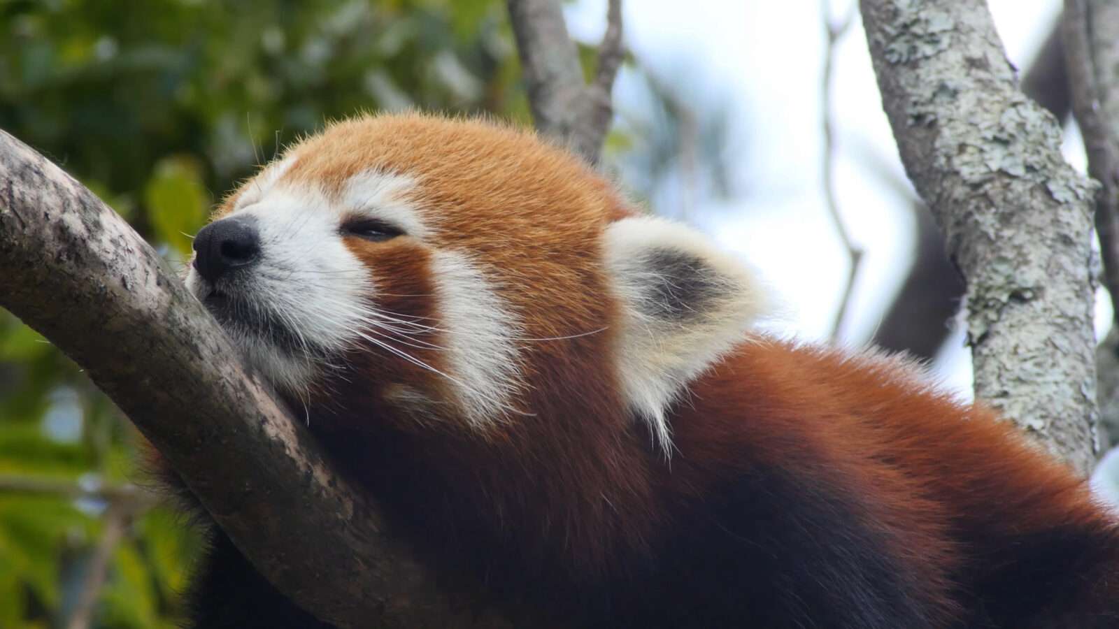 A red panda is resting on a tree branch, its adorable posture is mesmerizing in this 4K image, wild animals pictures, animal photography, wildlife photos, wild animals images, best animal photos, wild animals photos.