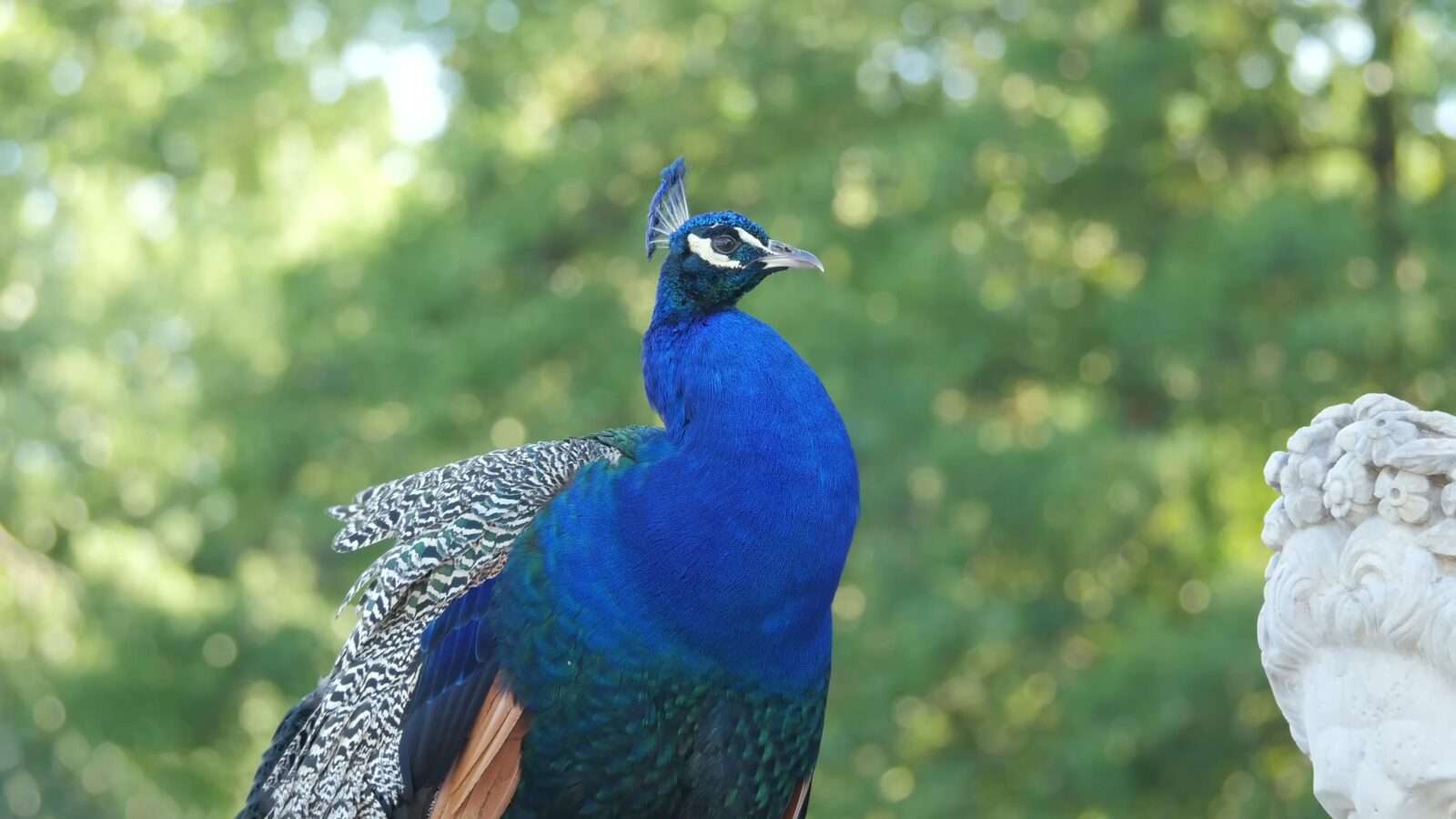 Beautiful peacock standing in the jungle with its gorgeous and colorful feathers Picture, wild animals pictures, animal photography, wildlife photos, wild animals images, best animal photos, wild animals photos.