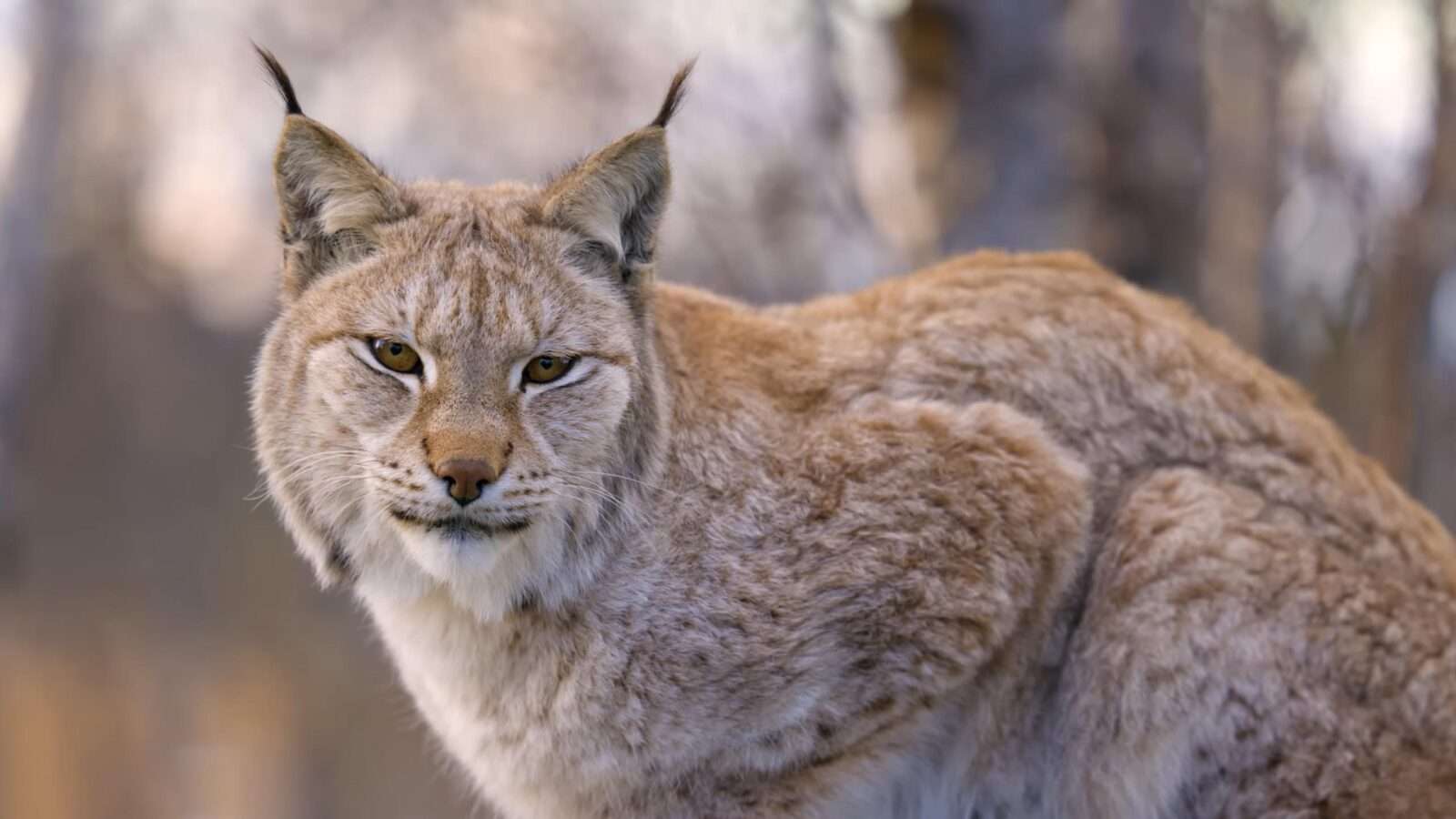 A lynx sitting on the ground in a forest, keeping an eye on some animal in the trees and bushes, wild animals pictures, animal photography, wildlife photos, wild animals images, best animal photos, wild animals photos.