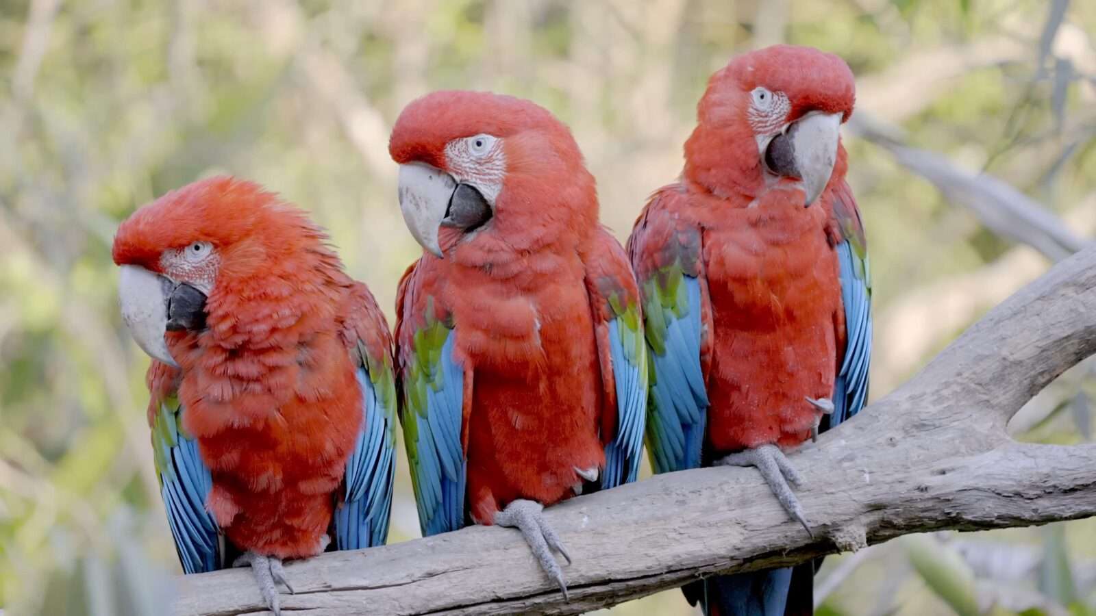 Red coloured parrots are rarely found. These parrots are kept at home. They look very beautiful, wild animals pictures, animal photography, wildlife photos, wild animals images, best animal photos, wild animals photos.