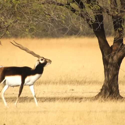 Beautiful black deer images