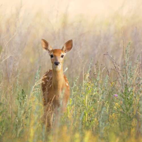 Beautiful deer images