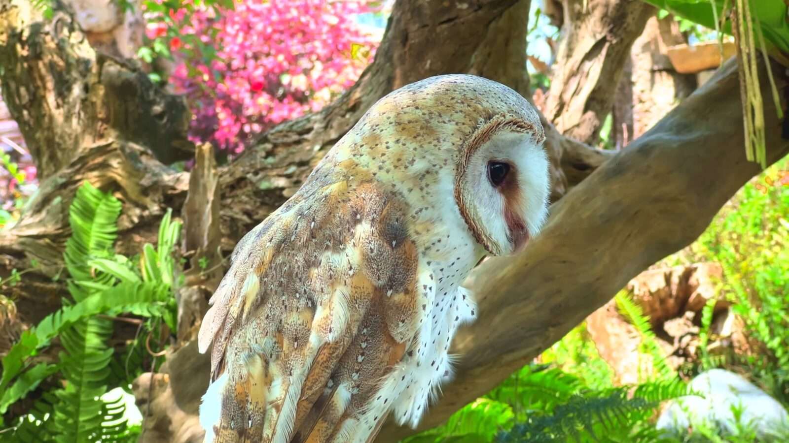 A barn owl sitting elegantly on a branch amid a serene forest backdrop, displaying its distinctive features, Wonders of the World Pictures.
