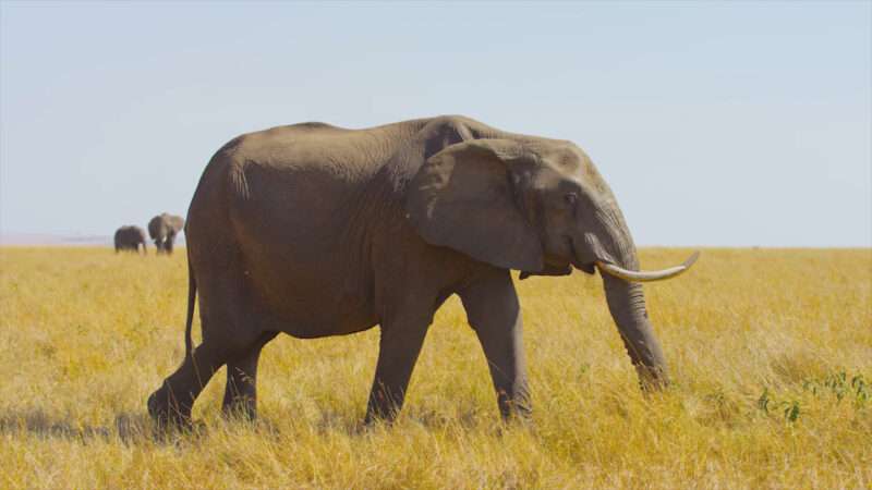 Beautiful wild elephant 4k picture