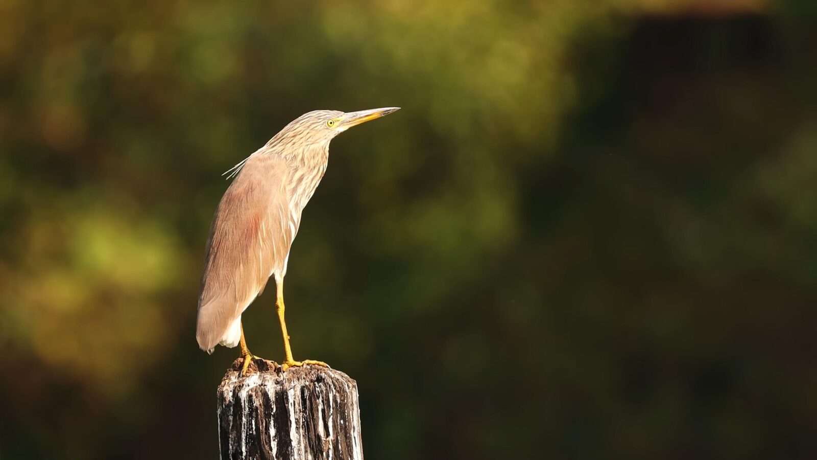 A beautiful bird sitting and resting on a wooden pole, wild animals pictures, animal photography, wildlife photos, wild animals images, best animal photos, wild animals photos.