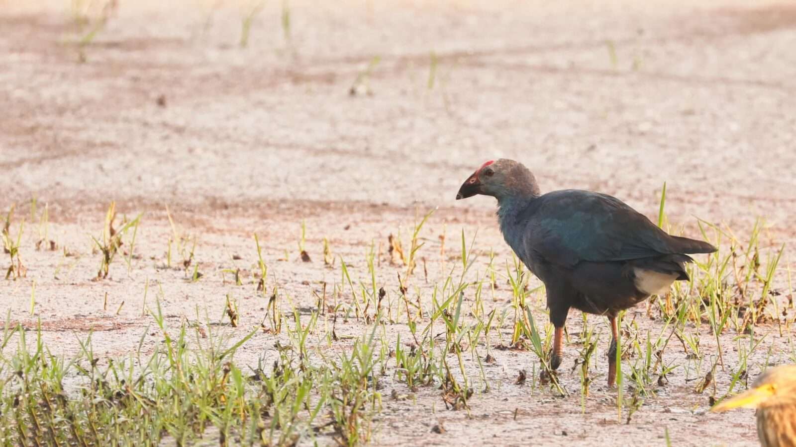 A bird stands among some grass near the mud, wild animals pictures, animal photography, wildlife photos, wild animals images, best animal photos, wild animals photos.