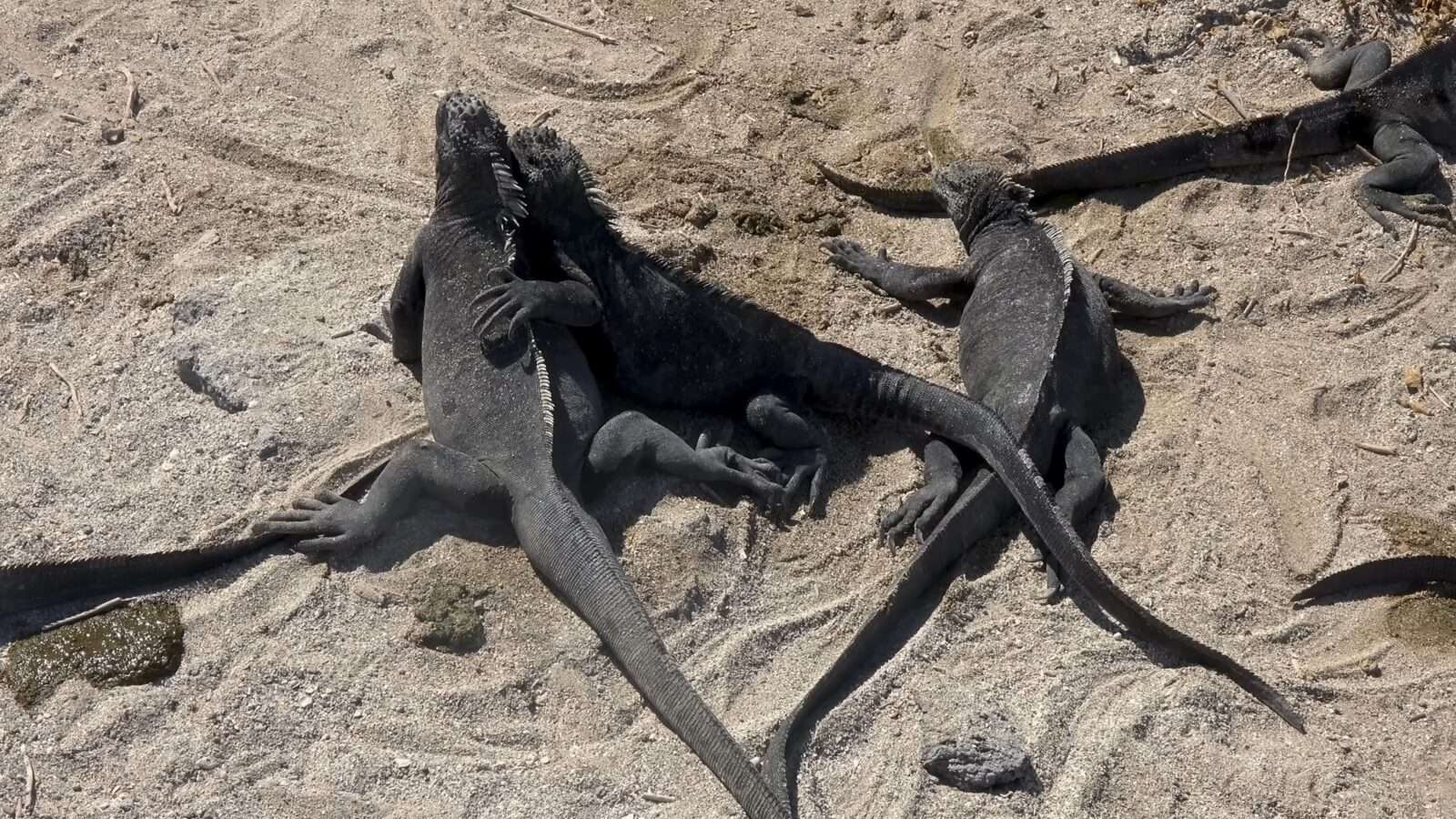 A group of black iguanas on the beach, relaxing in the sun and enjoying the natural beauty, Wonders of the World Pictures.