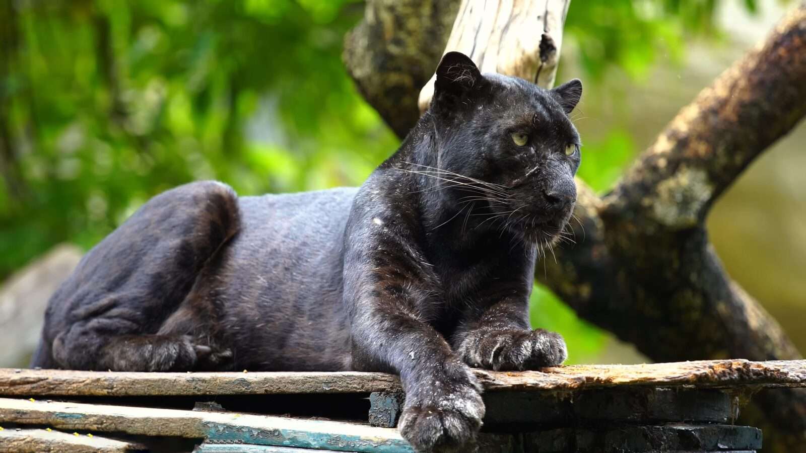 A black panther which is resting sitting on a tree. Its eyes look very scary. It is also known as black leopard and black jaguar, wild animals pictures, animal photography, wildlife photos, wild animals images, best animal photos, wild animals photos.