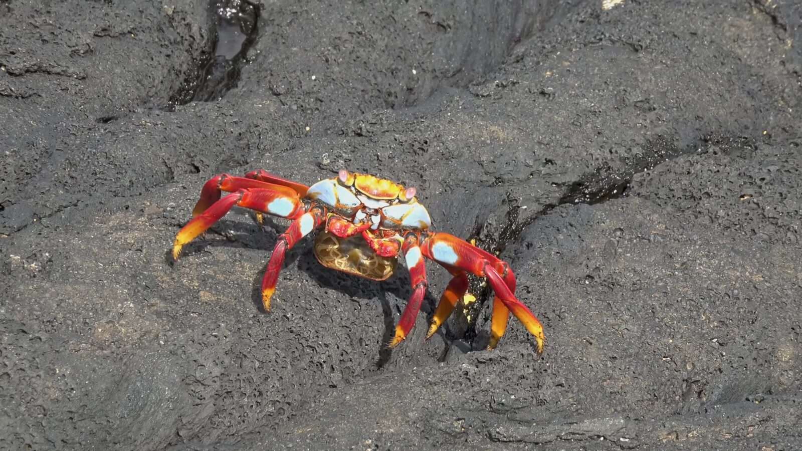 Image of a colorful crab with bright colors on its back making it look attractive, Wonders of the World Pictures.