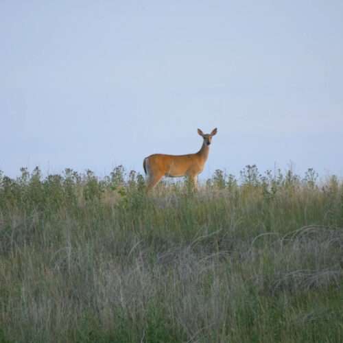 Deer 4K Wildlife Picture