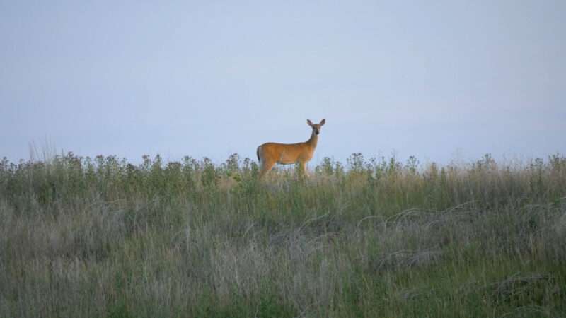 Deer 4K Wildlife Picture, Free Download Deer images, Deer 4k photos, 4k wallpapers, Beautiful deer pictures, Beautiful deer pics, Beautiful deer pic, Deer images hd download, Beautiful Deer Pictures 4K