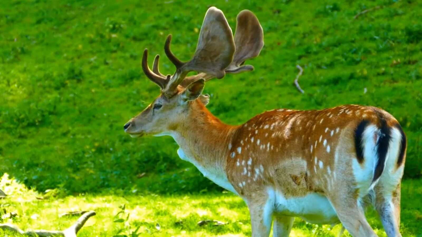 Deer colour images, Free Download Deer images, Deer 4k photos, 4k wallpapers, Beautiful deer pictures, Beautiful deer pics, Beautiful deer pic, Deer images hd download, Beautiful Deer Pictures 4K