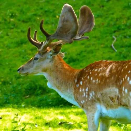 Deer colour images