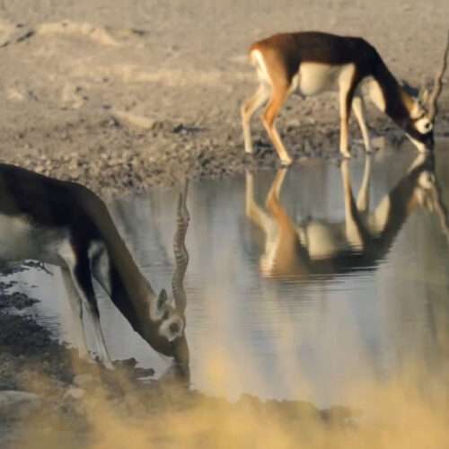 Deer images hd download