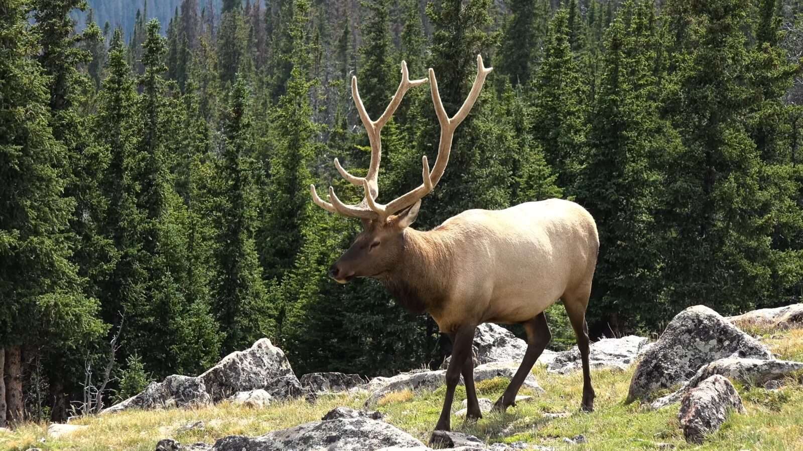 An deer stands on a rocky slope, in harmony with its environment, Wonders of the World Pictures.
