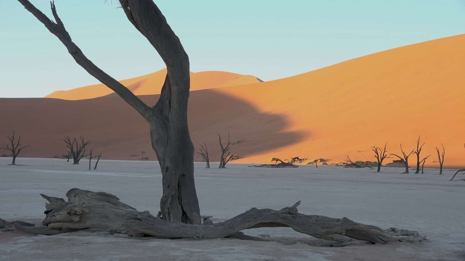 A dead tree in the desert, with sand dunes behind it, creates a scene of drought and desolation, Wonders of the World Pictures.
