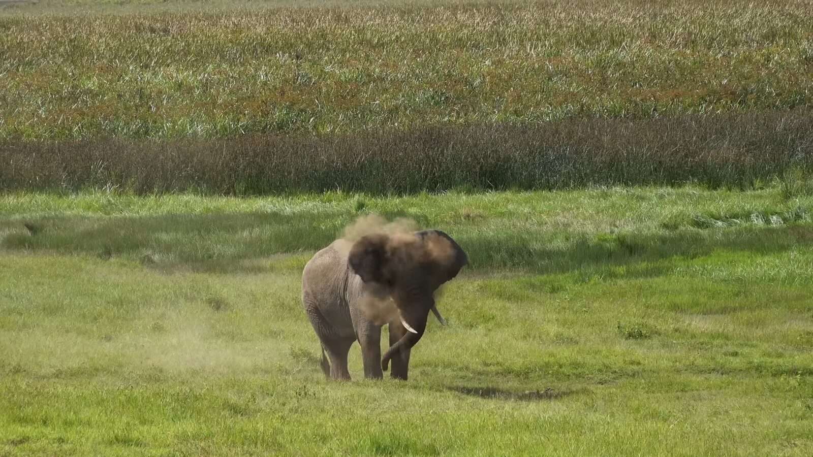 An elephant is walking in a lush green field, with trees and grass all around, making the scene come alive, Wonders of the World Pictures.
