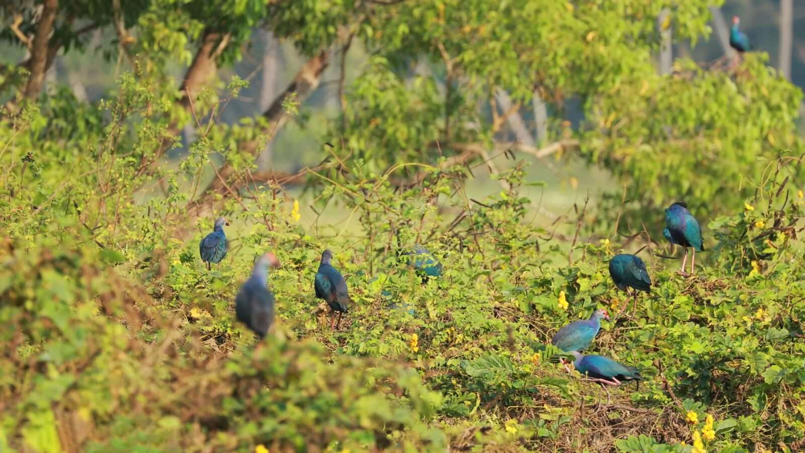 A group of blue birds in the bushes, adding to the attraction with their colour and appearance, wild animals pictures, animal photography, wildlife photos, wild animals images, best animal photos, wild animals photos.