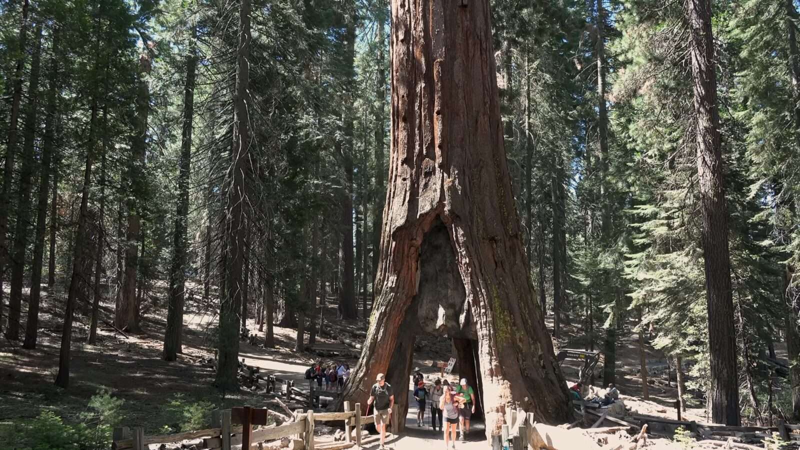 View of the giant sequoia tree in Yosemite National Park, which mesmerizes with its height and width, Wonders of the World Pictures.
