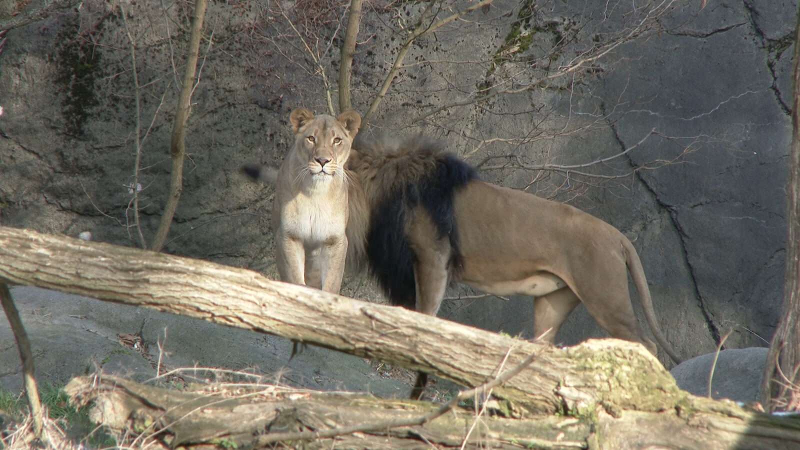 The lion and lioness are standing together, depicting their harmonious pairing. The lion is a wild terrestrial animal which is called the king of the jungle, wild animals pictures, animal photography, wildlife photos, wild animals images, best animal photos, wild animals photos.