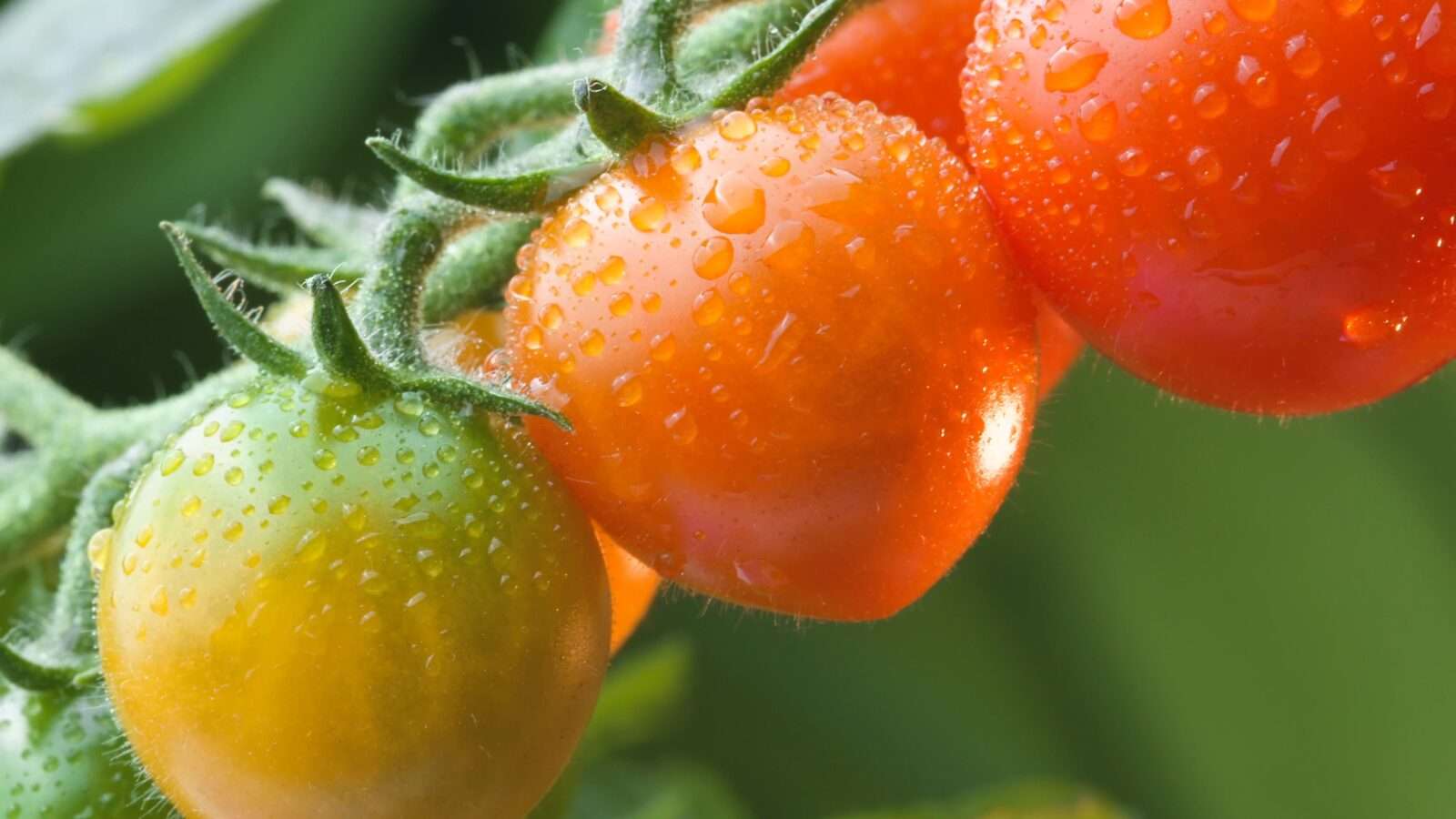 Fresh tomatoes on the plant shine with droplets of water, showing off their vibrant color and healthy growth, Wonders of the World Pictures.
