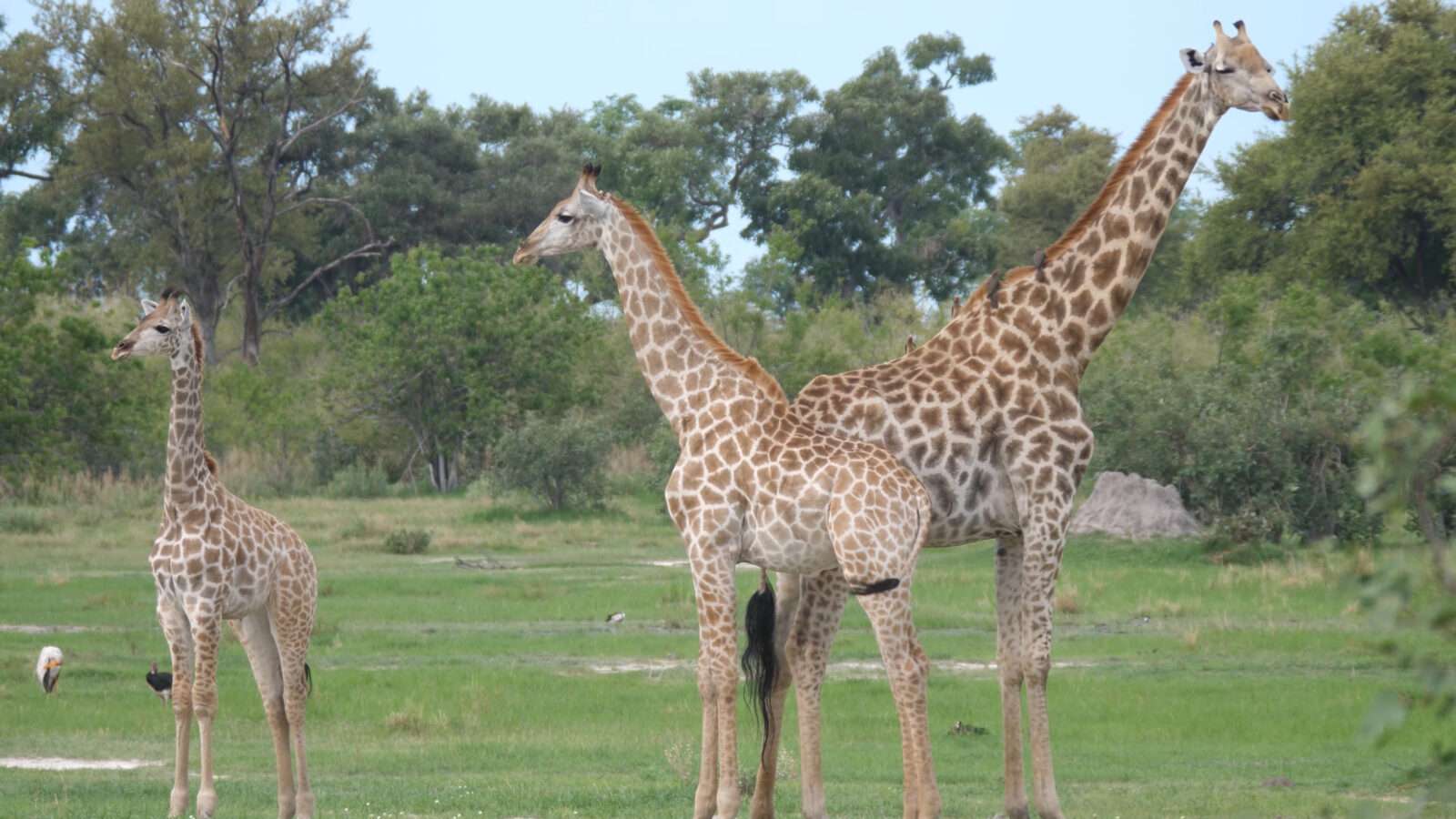 Three giraffes standing in an open grassland, known for their uniqueness and beauty, wild animals pictures, animal photography, wildlife photos, wild animals images, best animal photos, wild animals photos.