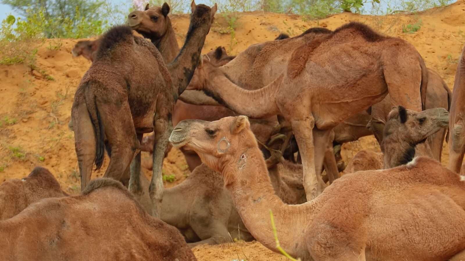 Group of camels sitting together in the forest, wild animals pictures, animal photography, wildlife photos, wild animals images, best animal photos, wild animals photos.