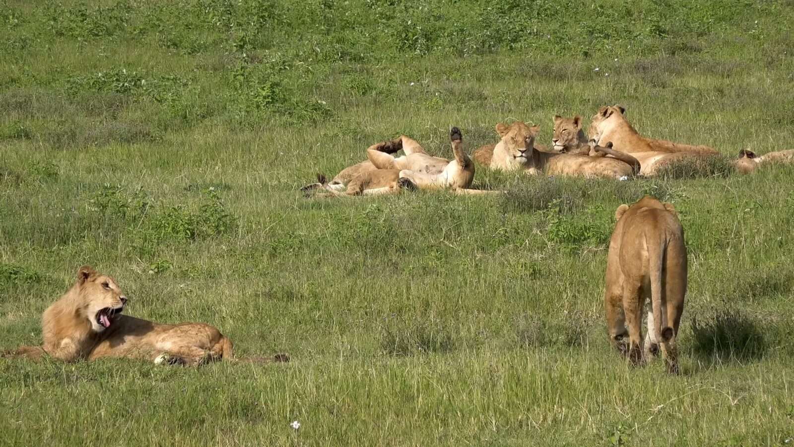 Lions in Kenya National Park, resting in the grass, enjoying the natural beauty, Wonders of the World Pictures.
