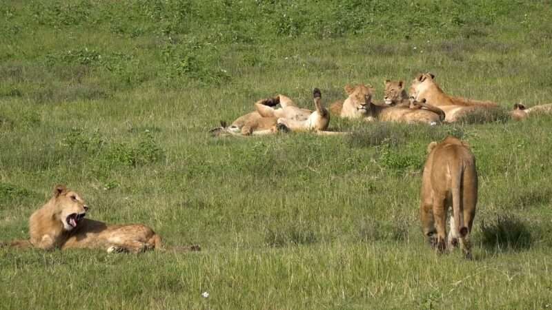 Group of lions Picture