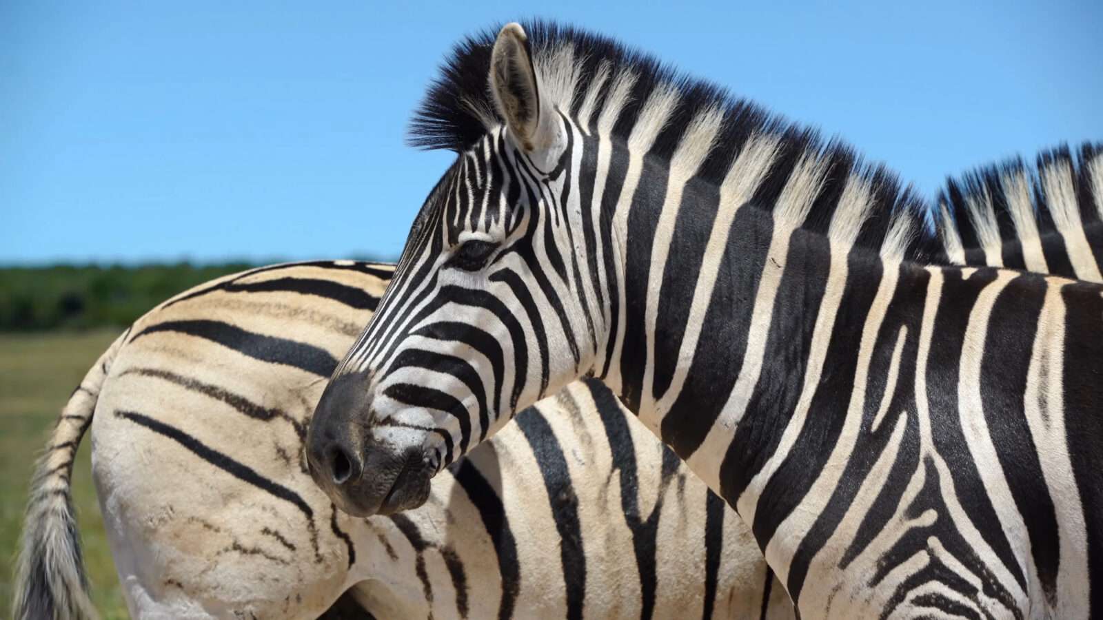 Two zebras are standing in a green field, with blue sky spread above, wild animals pictures, animal photography, wildlife photos, wild animals images, best animal photos, wild animals photos.