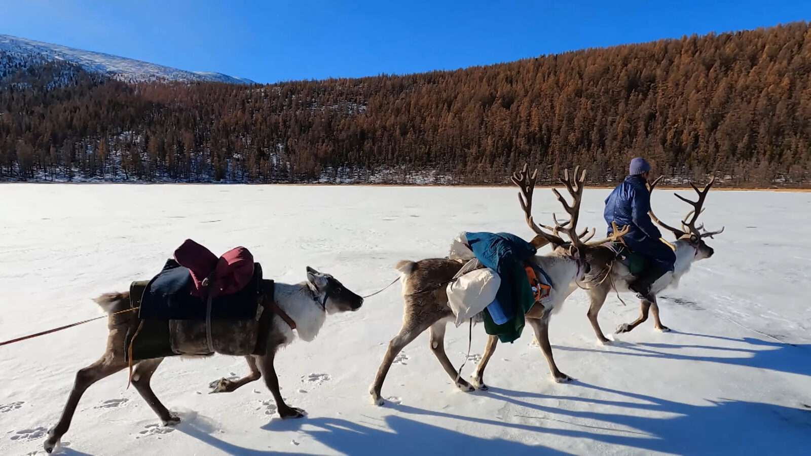 Reindeer walking in the snow. Reindeer are used for transportation in snowy places, wild animals pictures, animal photography, wildlife photos, wild animals images, best animal photos, wild animals photos.