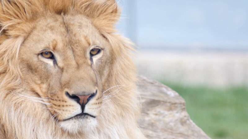 King of the jungle lion photography